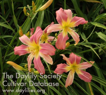 Daylily Butterfield Eight